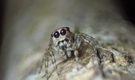 خبراء يحذرون من غزو أنواع "غريبة وغير معروفة من العناكب" لبريطانيا