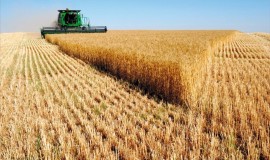 التجارة تنوي تسويق "7" ملايين طن من محصول القمح من المزارعين خلال هذا الموسم