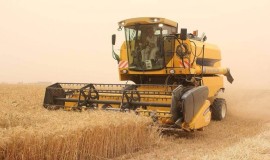 مديرية زراعة النجف: حصدنا أكثر من "33" ألف دونم من محصول الحنطة